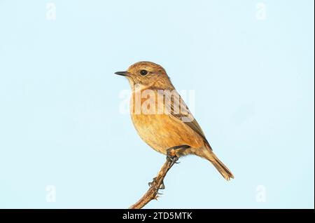 Stonechat européen, Saxicola rubicola, femelle adulte célibataire en plumage hivernal, perchée sur brindille, Cley-Next-the-Sea, Norfolk, Royaume-Uni Banque D'Images