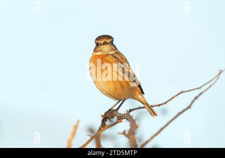 Stonechat européen, Saxicola rubicola, femelle adulte célibataire en plumage hivernal, perchée sur brindille, Cley-Next-the-Sea, Norfolk, Royaume-Uni Banque D'Images