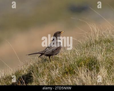 Anneau mâle Ouzel (Turdus torquatus) à son retour d'Afrique en tant que migrant d'été à Cumbria, Angleterre, Royaume-Uni Banque D'Images