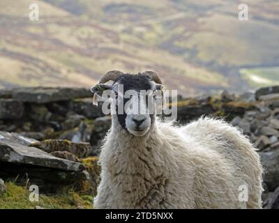 Mouton isolé sur pâturage de landes hautes terres reculées en Cumbria, Angleterre, Royaume-Uni Banque D'Images