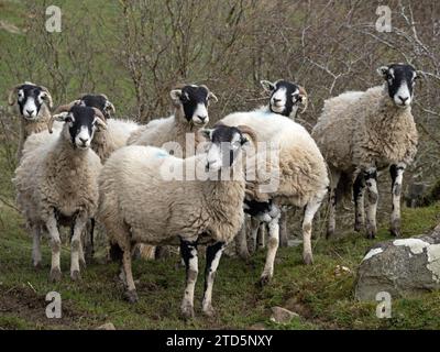 Troupeau de 8 moutons sur des pâturages éloignés de landes hautes terres en Cumbria, Angleterre, Royaume-Uni Banque D'Images