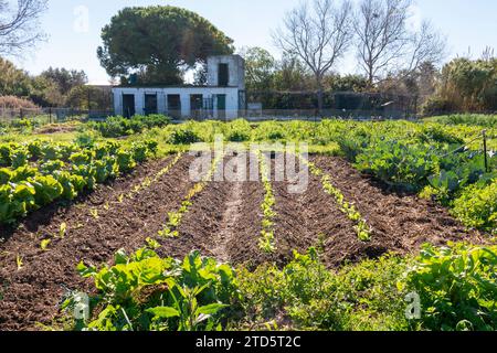 Vue d'une parcelle de légumes où poussent des légumes biologiques Banque D'Images