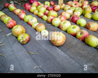 Les pommes reposent sur le fond de vieilles planches de bois Banque D'Images