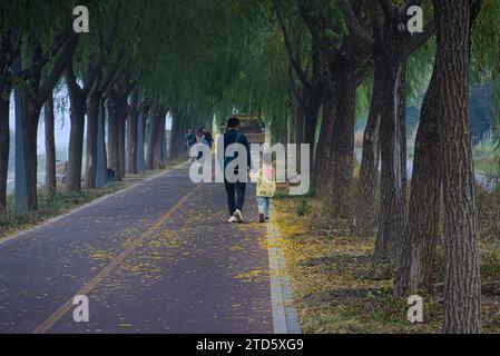 Le dos d'un père et son enfant marchent sur la route pavée avec deux rangées de saules de chaque côté à Pékin, en Chine. Banque D'Images