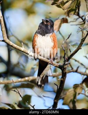 Tacheté Towhee, Pipilo maculatus, perché dans une branche d'arbre Banque D'Images