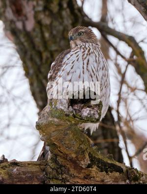 Juvenile Cooper's Hawk perché sur la branche Banque D'Images