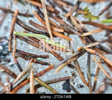 Forestry. Aiguilles d'épinette et particules d'écorce sur neige fondue au printemps. Macro ultra d'arrière-plan d'acérose Banque D'Images