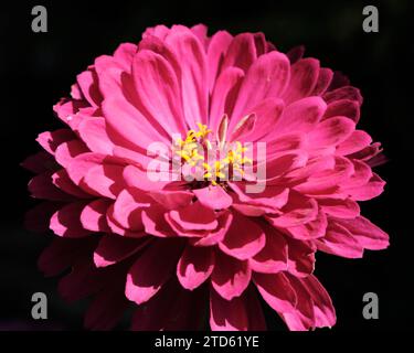 gros plan de fleur rose de zinnia Banque D'Images