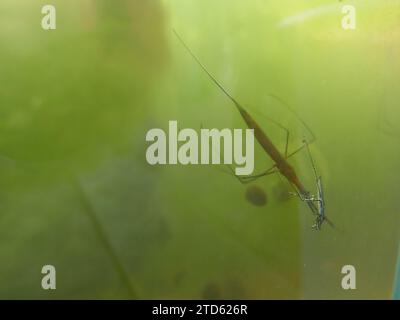 Comportement alimentaire des animaux, écologie des plans d'eau douce. Insecte bâtonnet d'eau (Ranatra linearis). Le prédateur mange le pondskater (Gerris paludum). Photo t Banque D'Images