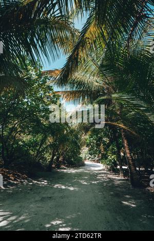 Canopée de palmiers sur l'île de Fuvahmulah, Maldives Banque D'Images