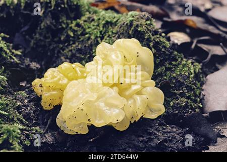 Spécimen de champignon doré ou de tremblement jaune, Tremella aurantia, Naemateliaceae Banque D'Images