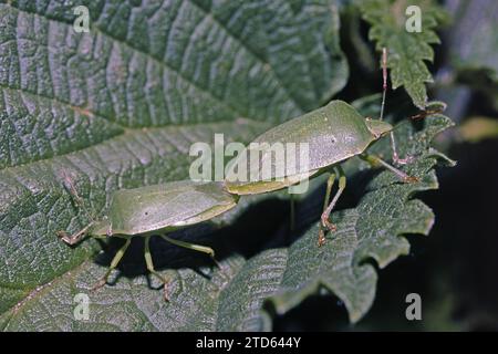 Insectes boucliers verts en accouplement sur une feuille, Palomena prasina, Pentatomidae Banque D'Images