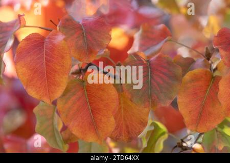 Belles feuilles variégées d'automne changeant de couleur Banque D'Images