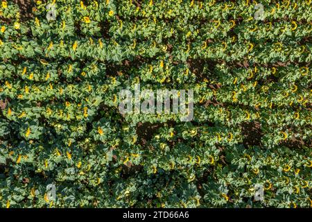 Vue aérienne du champ de tournesol en floraison en été. Banque D'Images