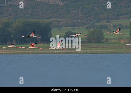 Le Grand Flamingos (Phoenicopterus roseus) survole le lac. Banque D'Images