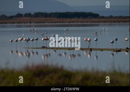 Grand Flamingos (Phoenicopterus roseus) reposant dans le lac. Banque D'Images