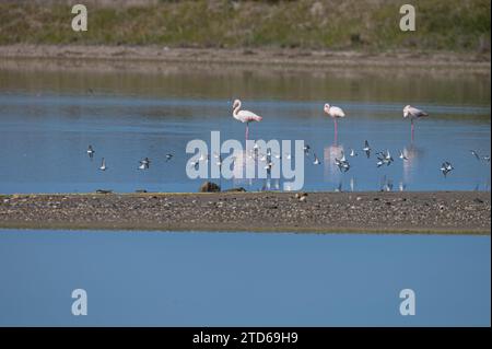 Grand Flamingos (Phoenicopterus roseus) dormant derrière des sabliers volants. Banque D'Images