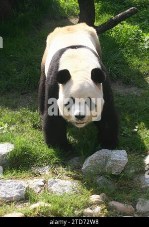 Madrid 09-19-2007 Présentation officielle aux médias du couple de Pandas géants du zoo Aquarium de Madrid présidé par sa Majesté la Reine Sofia accompagnée du maire Alberto Ruiz Gallardon photo Jaime Garcia Archdc. Crédit : Album / Archivo ABC / Jaime García Banque D'Images