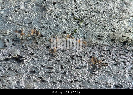 Petits crabes bouillonnants de sable sur la plage de sable. Banque D'Images