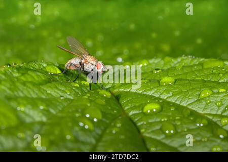 Une mouche drosophile est assise sur des feuilles vertes avec des gouttes d'eau. Photo macro Banque D'Images