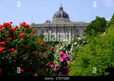 Vienne Autriche - jardin de roses - jardin du peuple - fleurs de rose buisson Banque D'Images