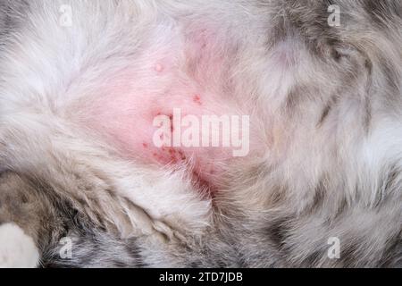 Le chat s'est gratté l'estomac de démangeaisons de la peau aux égratignures et blessures. Le ventre d'un chat avec des blessures et des problèmes de peau dus au stress ou aux allergies Banque D'Images