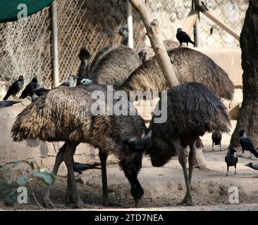 Émeus (Dromaius novaehollandiae) dans un zoo bénéficiant du soleil : (pix Sanjiv Shukla) Banque D'Images