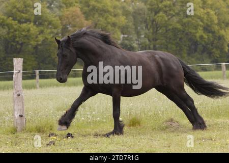 Cheval frison au galop Banque D'Images