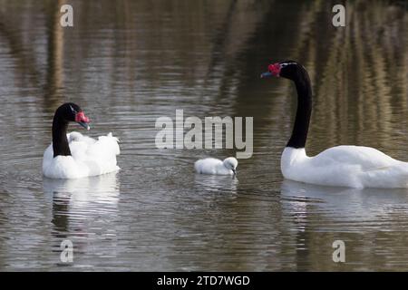 Une paire de cygnes à col noir avec cygnet Banque D'Images