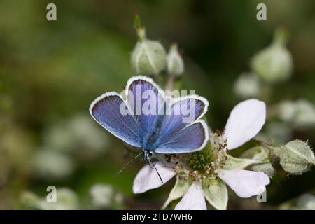 Femelle Silver-cloudded Blue Butterfly, Prees Heath, Shropshire, Royaume-Uni Banque D'Images