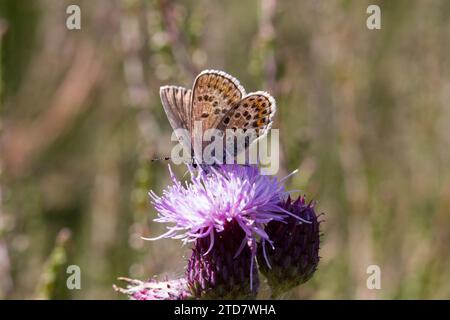 Mâle Silver-cloudded Blue Butterfly, Prees Heath, Shropshire, Royaume-Uni Banque D'Images