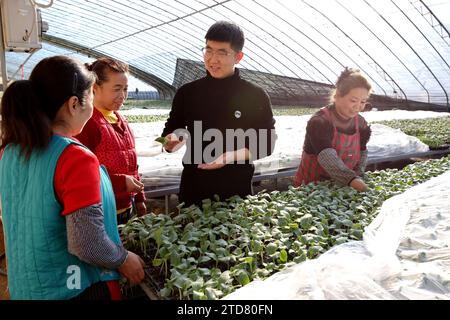 ZAOZHUANG, CHINE - 17 DÉCEMBRE 2023 - Liu Jilin (3e L), technicien agricole, enseigne aux agriculteurs la gestion des semences de fruits et légumes Banque D'Images