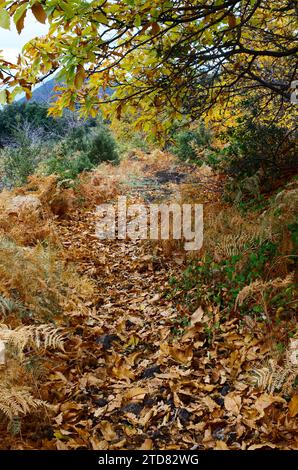 Feuilles sur le sentier dans les bois d'automne de Etna Park, Sicile, Italie Banque D'Images