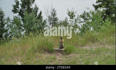 Marmot, Banff Banque D'Images