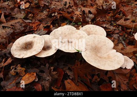 Gros plan sur une troupe de champignons de couleur pâle, de la tête de moine européen et de l'entonnoir de rickstone, Clitocybe geotropa Banque D'Images