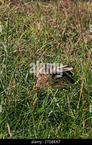 Un lièvre brun (Lepus europaeus) camouflant des iteslf dans un champ de blé fraîchement coupé. Lièvre européen. Banque D'Images