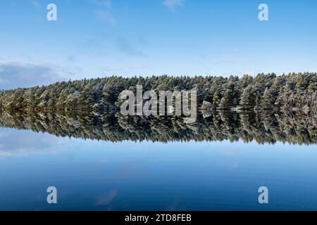 Pins écossais enneigés se reflétant dans le Loch Garten, Highlands, Écosse Banque D'Images