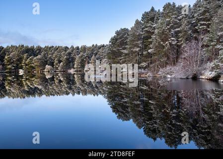 Pins écossais enneigés se reflétant dans le Loch Garten, Highlands, Écosse Banque D'Images