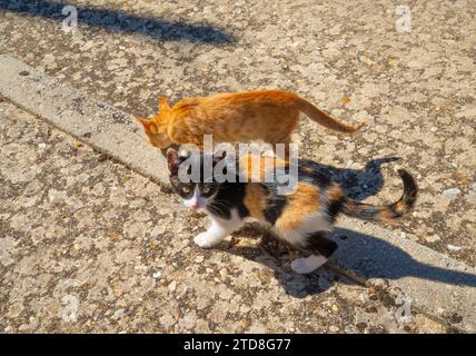 Deux chatons. Banque D'Images