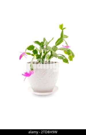 Thanksgiving Cactus, Schlumbergera, également communément appelé un cactus de Noël dans un pot en full bllom avec des fleurs roses sur un fond blanc. Banque D'Images
