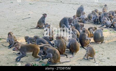 Rhésus macaques (Macaca mulatta) une troupe dans la zone d'alimentation du Temple, parc national de Keoladeo, près de Bharatpur, Rajasthan, Inde. Banque D'Images