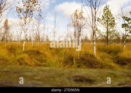 Vue d'un marais d'automne avec des arbres à Yelnya, Biélorussie. Écosystèmes problèmes environnementaux changement climatique. Banque D'Images