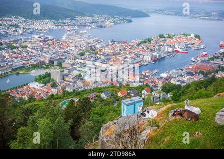 Un paysage urbain de la ville de Bergen, Norvège, pris en été du mont Floyen, avec des chèvres au premier plan paissant sur les herbes ci-dessous. Banque D'Images