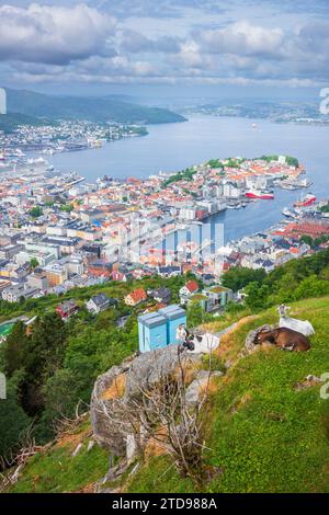 Un paysage urbain de la ville de Bergen, Norvège, pris en été du mont Floyen, avec des chèvres au premier plan paissant sur les herbes ci-dessous. Banque D'Images