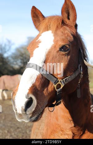 un joli portrait amusant d'un cheval Banque D'Images