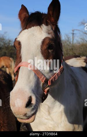 un joli portrait amusant d'un cheval Banque D'Images