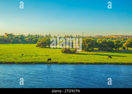 Les vaches paissent sur les rives du Nil. Paysages magnifiques. Coucher de soleil. Assouan, Égypte – 19 octobre 2023 Banque D'Images