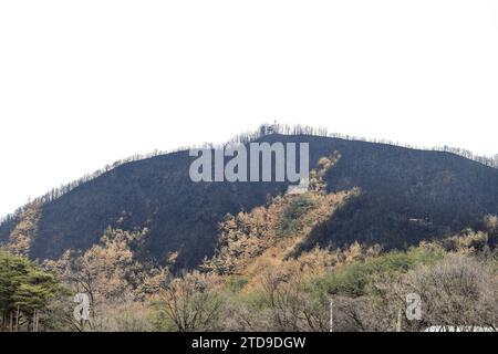 Forêts carbonisées par des feux de forêt en Corée du Sud au début de 2022 Banque D'Images