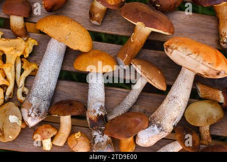 Il y a beaucoup de champignons sauvages sur la table , tremble et mûres . Champignons dans la forêt. Cueillette des champignons. Banque D'Images