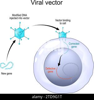 Vecteur viral pour délivrer du matériel génétique dans des cellules. Adenovirus pour la thérapie génique. Génie génétique. Edition du génome. Illustration vectorielle Illustration de Vecteur